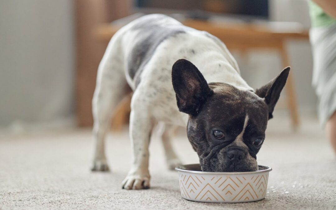 Czy droższa karma dla psa zawsze oznacza lepszą jakość